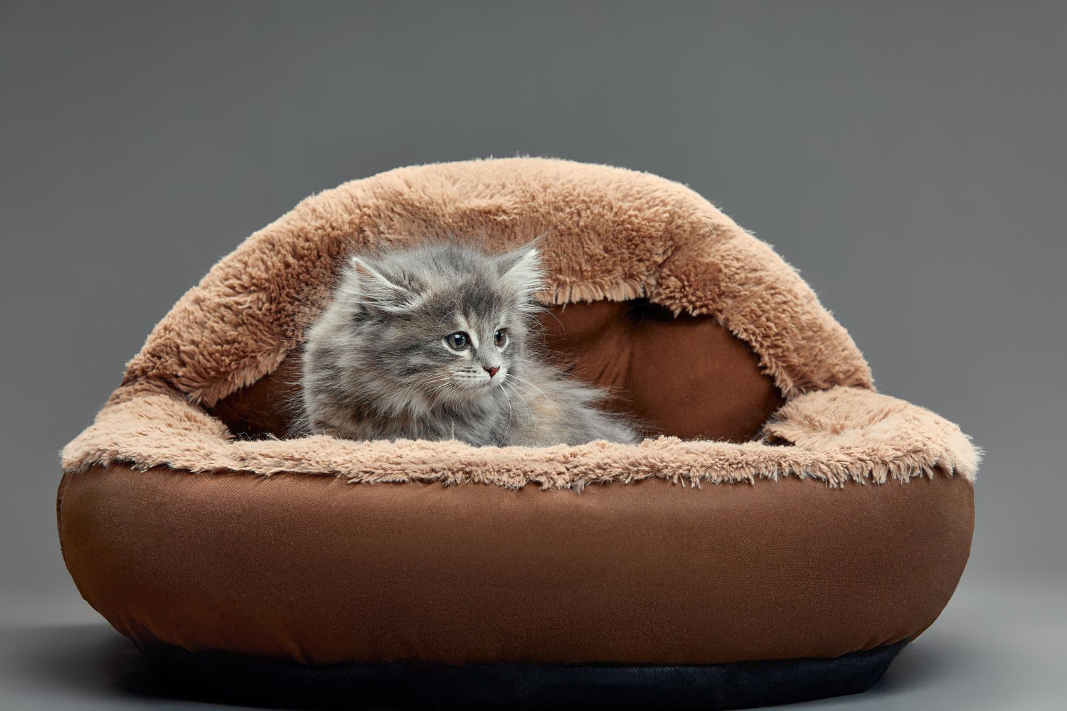 "Cushions and Beds for Cats"