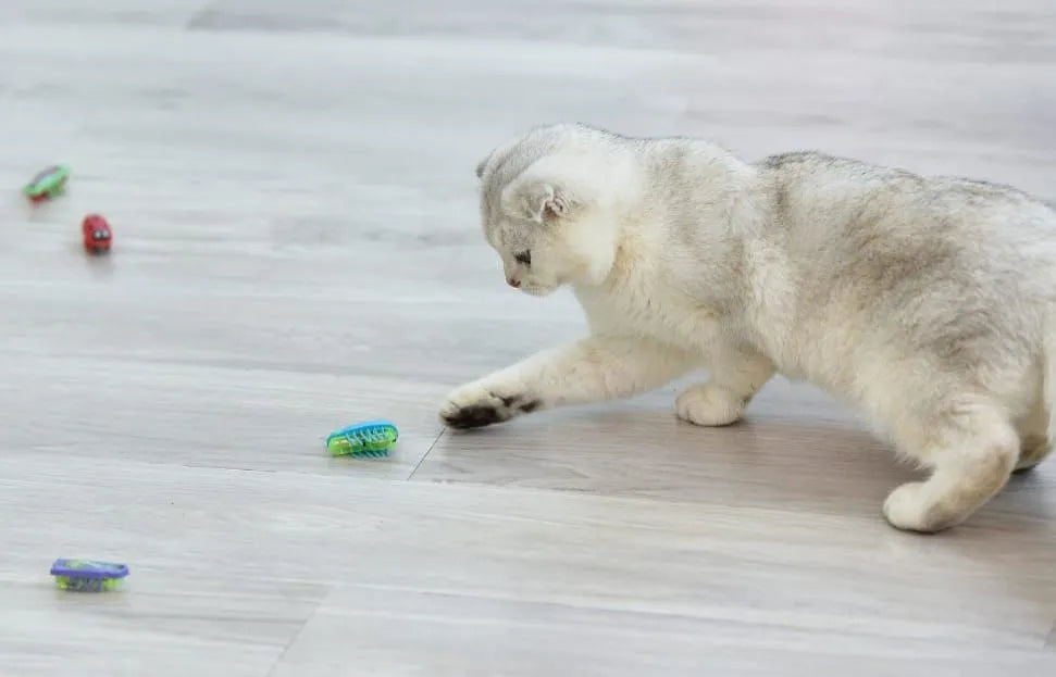 Bug-a-Boom: Fun Play Toy for Cats