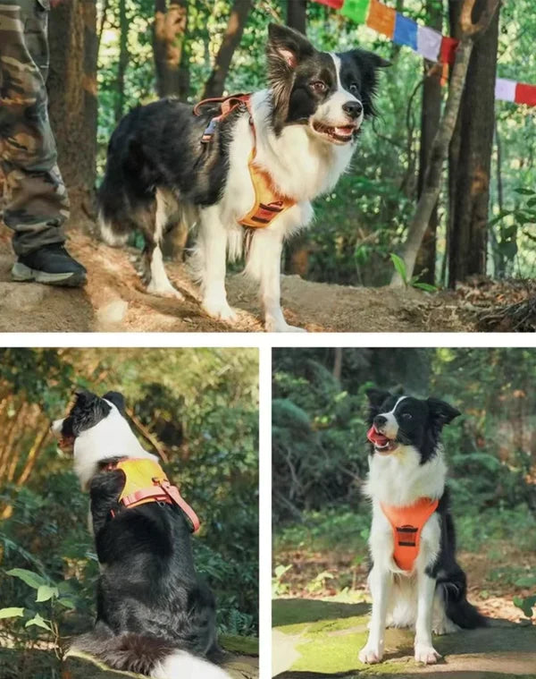 Freedom Jog: All-in-One Dog Harness and Retractable Leash