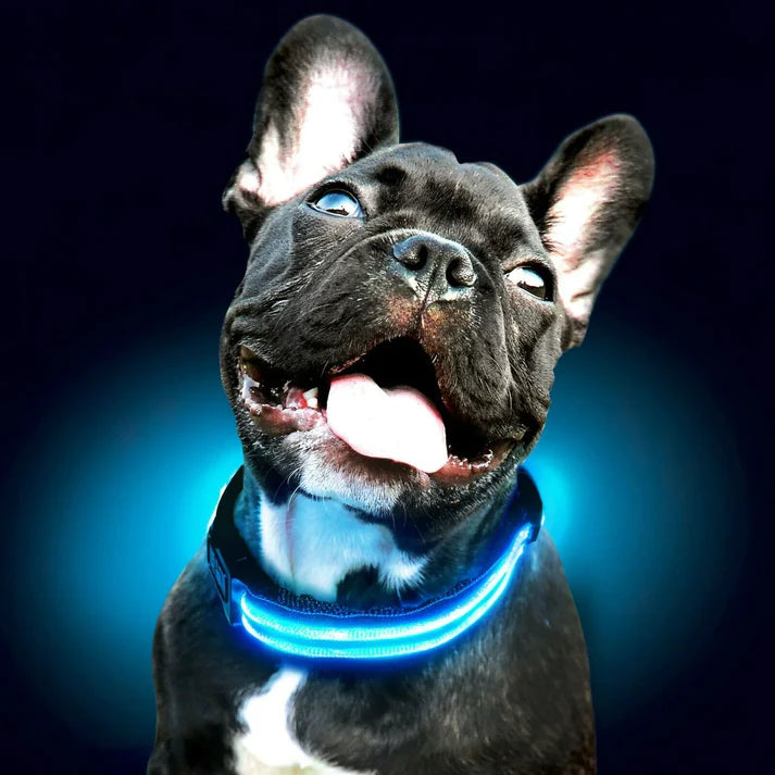 LED Collar For Dogs